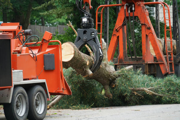 Whitfield, FL Tree Services Company