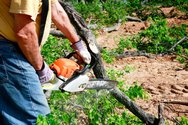 How Our Tree Care Process Works  in  Whitfield, FL